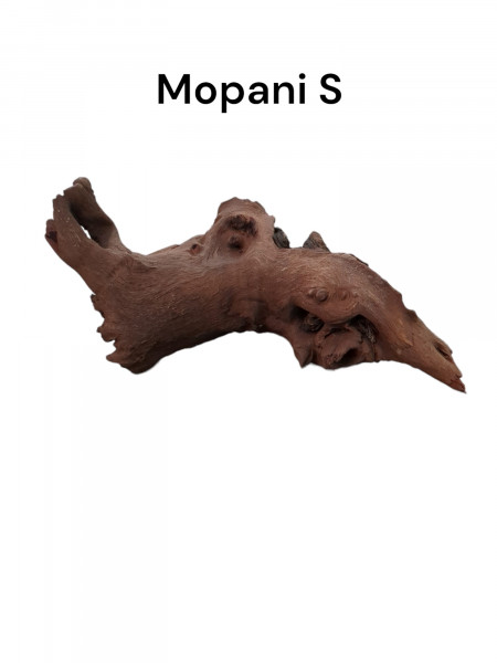 Mopani als ideales natürliches Wurzelholz für dein Aquarium und als versteck für Zierfische