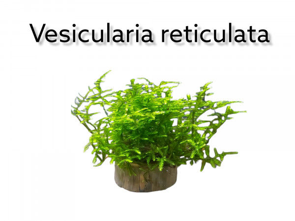 Vesicularia reticulata - Erect Moos Moos im aquarium kaufen