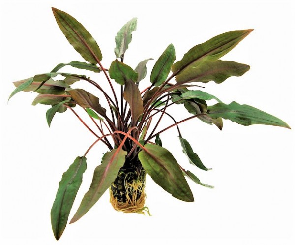 Cryptocoryne undulatus brown - gewellter Wasserkelch für eine tolle robuste Wasserpflanze im Vorderen bereich.