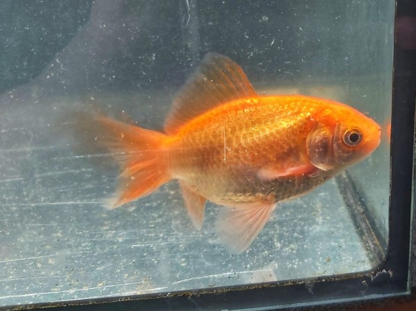 Carassius auratus - rotorangener Goldfisch