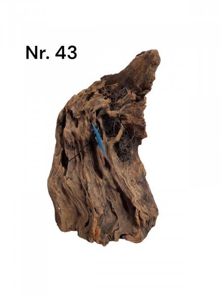 Unsere Mangrovenwurzel Nr. 43 ist eine tolle verzweigte und filigrane Mangrovenwurzel für Dein Aquarium 