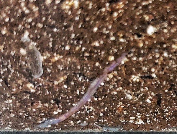 Dendrobena - Regenwurm/ Rotwurm klein 15 Stück Regenwürmer als Futtermittel kaufen für Fische, Angelköder oder Terarientiere