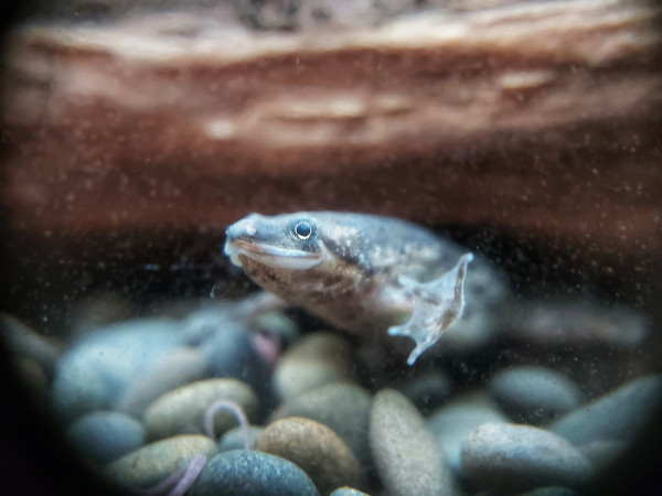 Hymenochirus boettgeri - Zwergkrallenfrosch natürlicher brauner Frosch im Aquarium