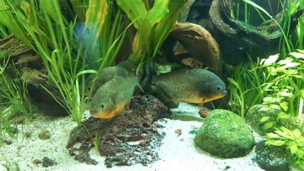 Pygocentrus nattereri - roter Piranha kaufen