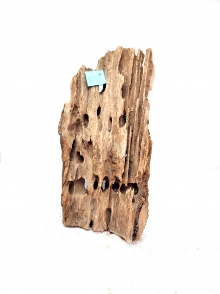 Mangrovenwurzel natürliches driftwood für dein Aquarium Mangrven Wurzel kaufen