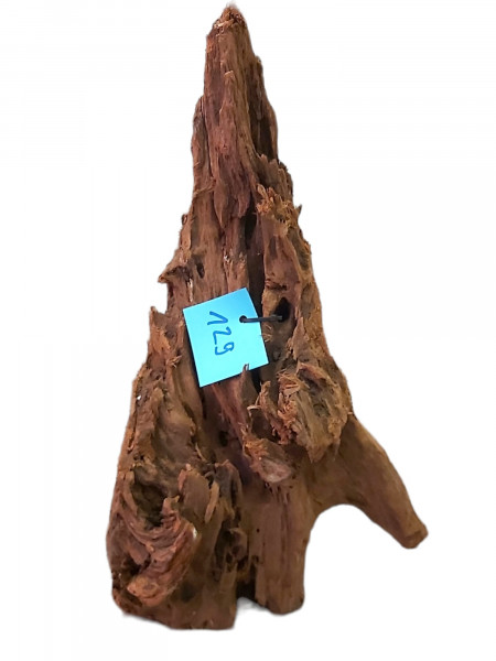 Wunderschöne und einzigartige Mangrovenwurzel 129 online jederzeit bei uns im shop bestellen