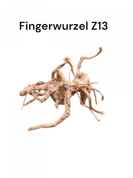 Fingerwurzel Z13 für Dein Aquascape oder Terrarium online im Shop bestellen jederzeit bei Aquaristikwelt Dresd