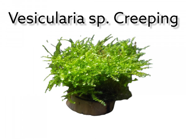 Vesicularia speciesi Creeping moos kaufen vesicularia moos kaufen
