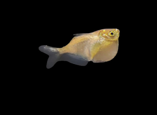 Thoracocharax stellatus - Diskusbeilbauchfisch