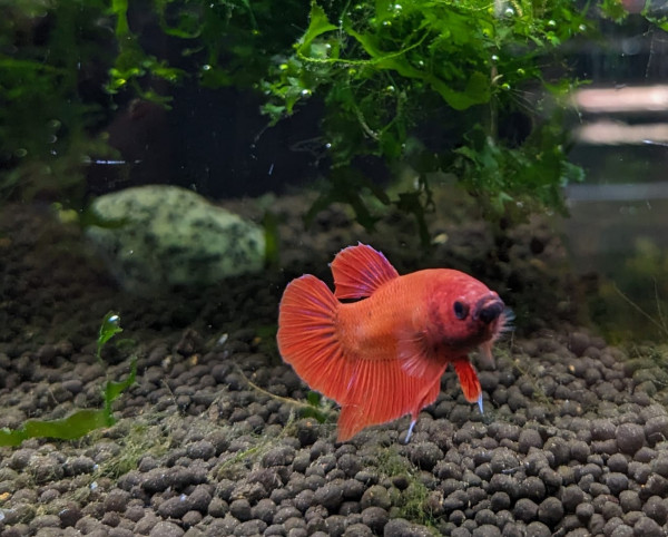 betta splendens Kampffisch Super Red Otto