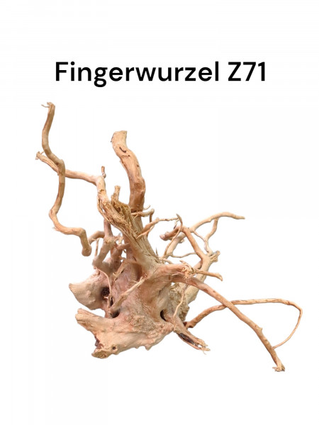tolle große Fingerwurzel Z71 für Dein XXL Aquarium oder Terrarium