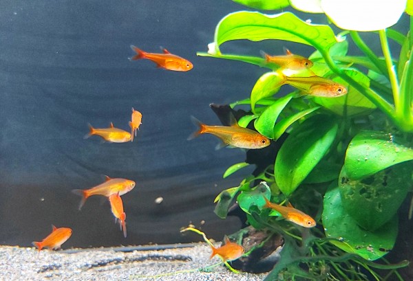 Funkensalmler kaufen Hyphessobrycon amandae der feuersalmler und Funkensalmler ein kleiner rter salmler im aquarium