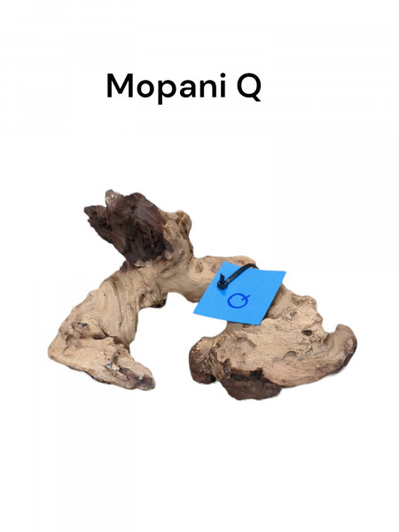 Mopani wurzel Q die indiviuelle natürliche Dekoration für dein Aquarium jederzeit online bestellen