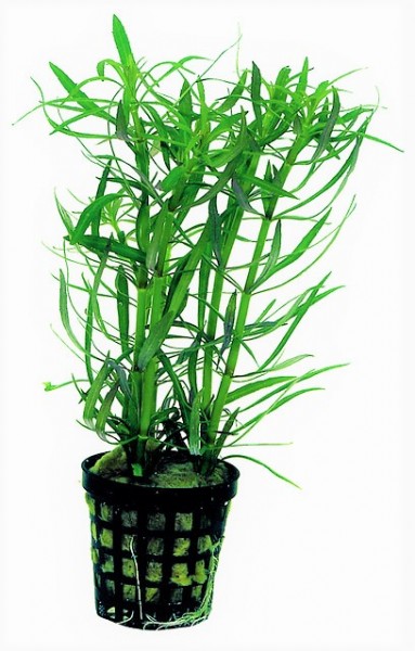 Pogostemon stellatus - Sternpflanzet der indische Wasserstern die Aquariumpflanze für den Hintergrund