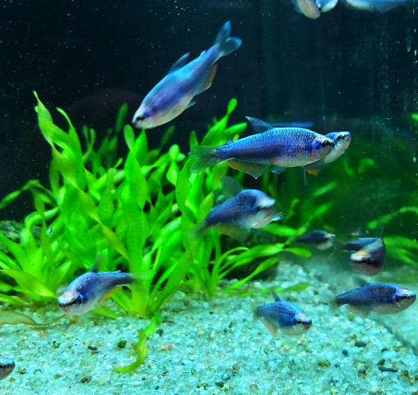 Inpaichthys kerri super blue - Königssalmler der schön blaue Salmler für Aquarien als Gruppenfisch bei Aquaristikwelt Dresden