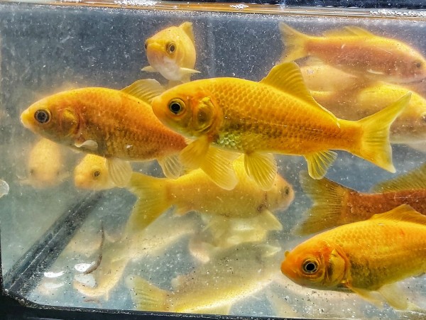 Carassius auratus - Goldengelber Goldfisch