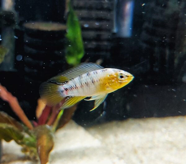 Apistogramma borelli - Zwergbuntbarsch