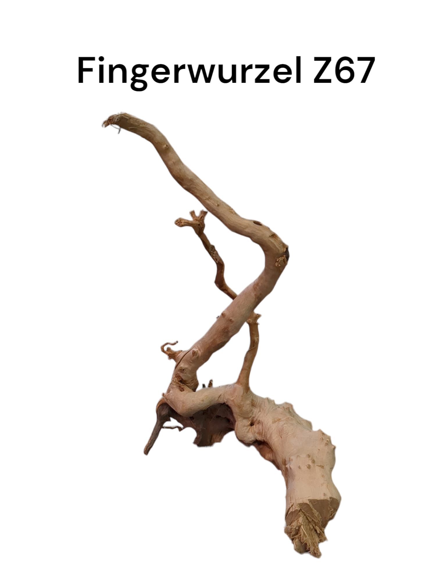 Fingerwurzelz67a.jpg