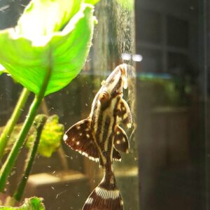 L190-Panaque-nigrolineatus.jpg