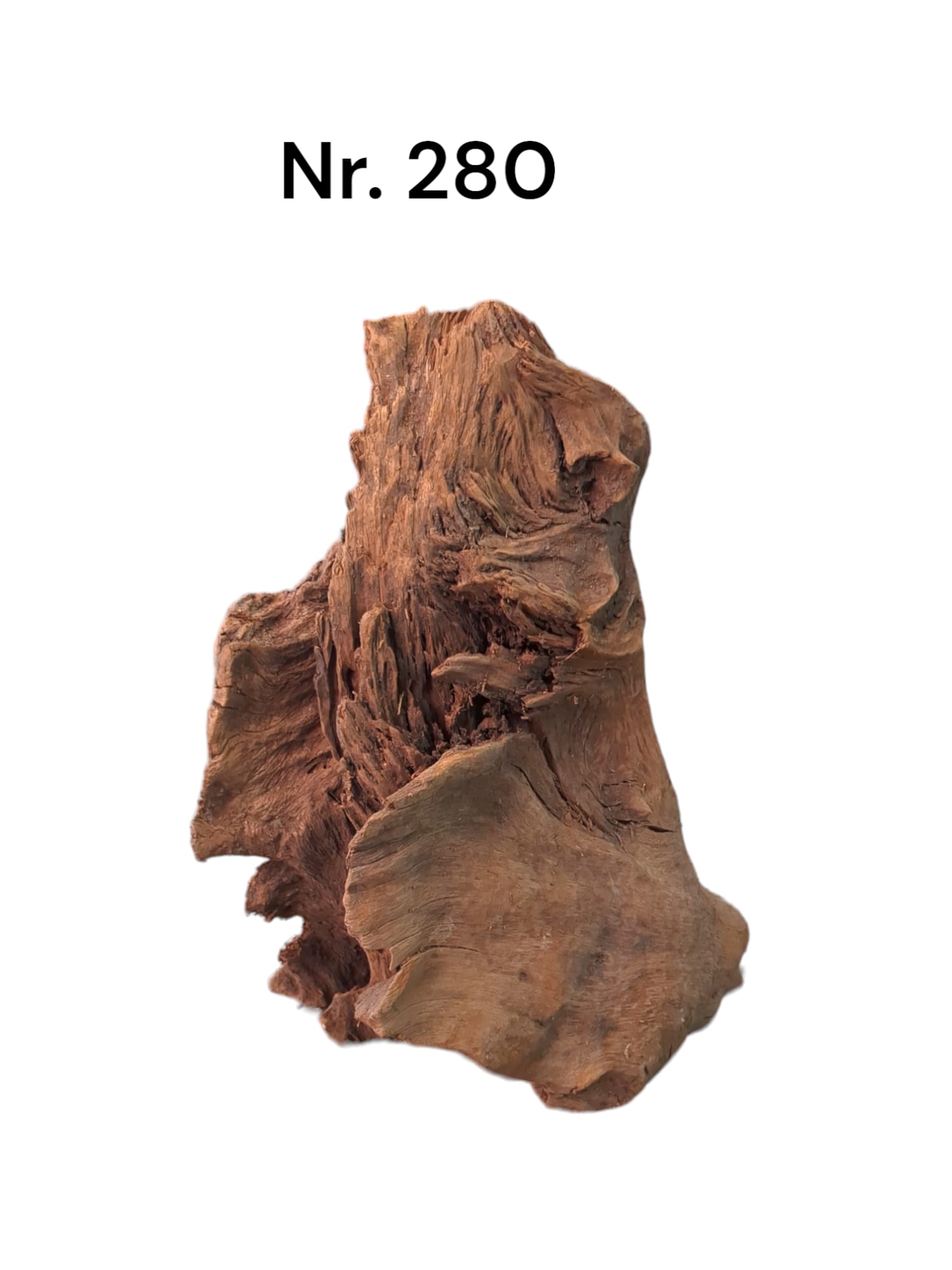 Mangrovenwurzel-Nr-280_nHCy9mLh5M1F6.jpg