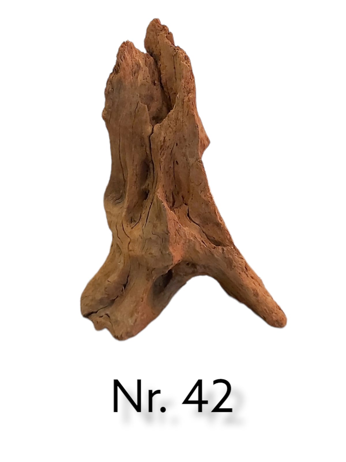 Mangrovenwurzel-Nr-42_.jpg