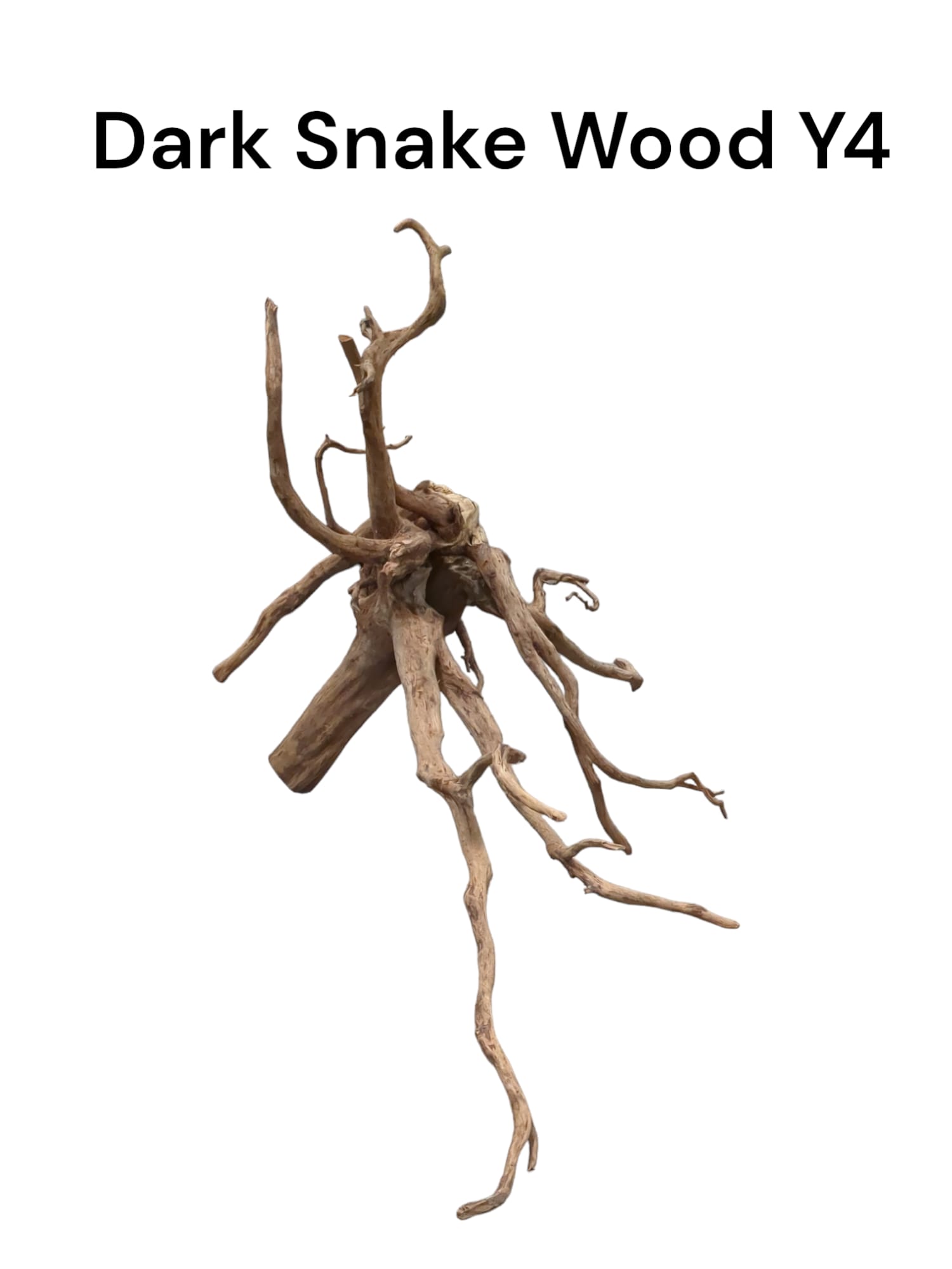 darksnakewoody4.jpg