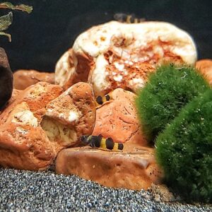 Brachygobius-doriae-Goldringelgrundel.jpg
