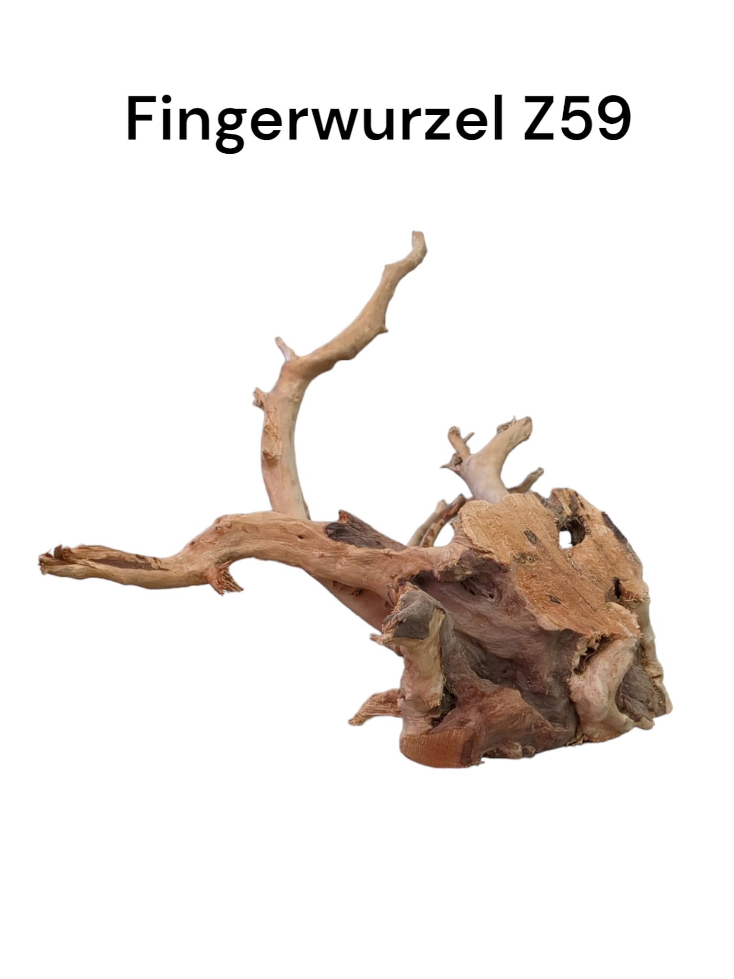 Fingerwurzelz59b.jpg