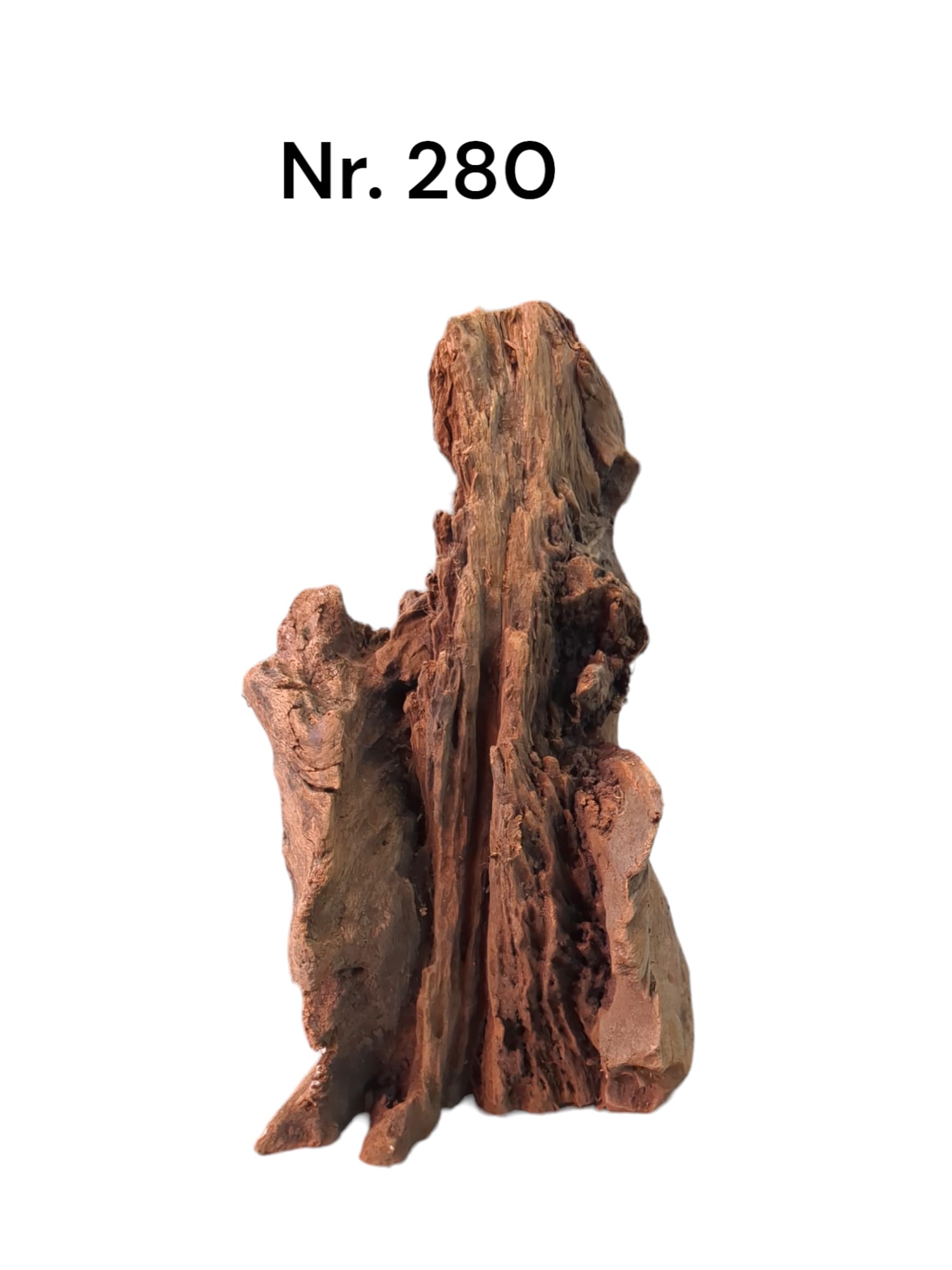 Mangrovenwurzel-Nr-280__xYEcC0CXvpPv3.jpg