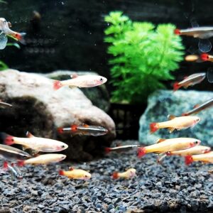 Tanichthys-albanubes-Kardinalfisch-Kardinalbaerbling-kaufen.jpg