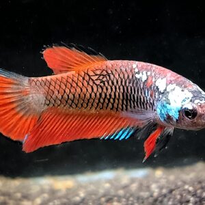 Betta splendens plakat - Andreas