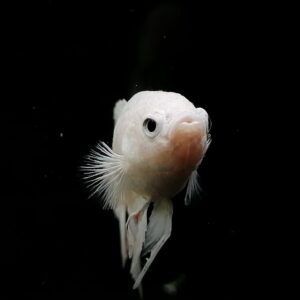 Betta splendens plakat - Benno