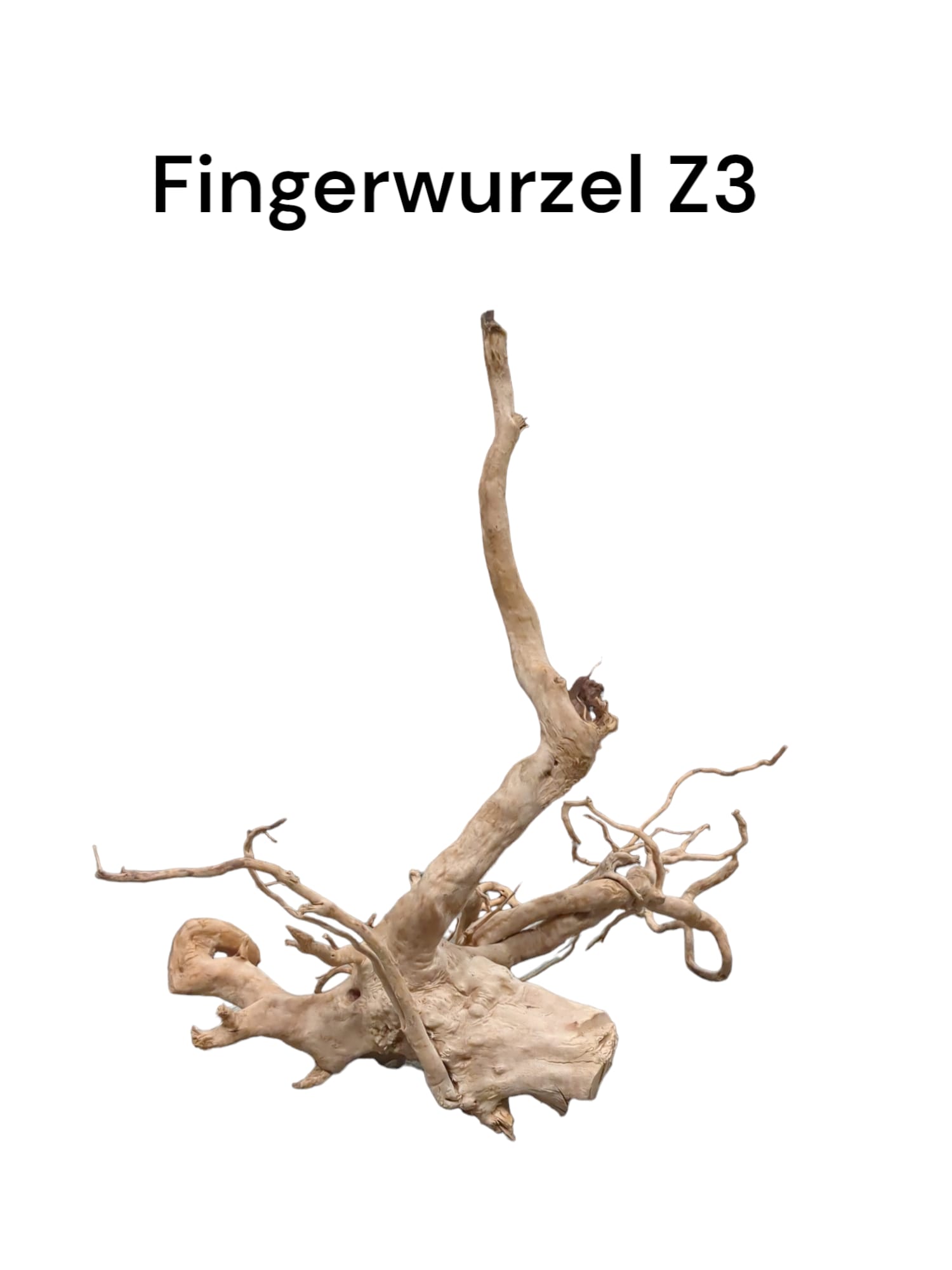 fingerwurzelz3.jpg