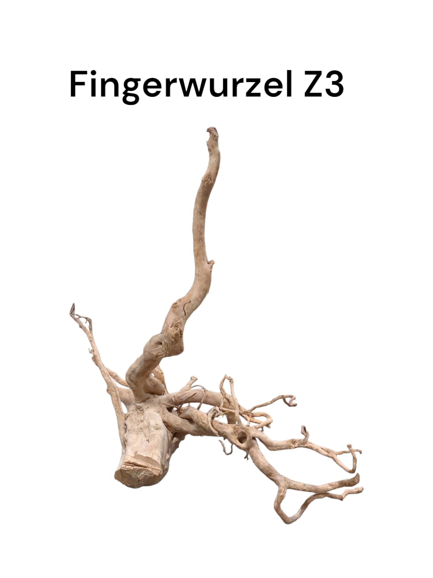 fingerwurzelz3a.jpg