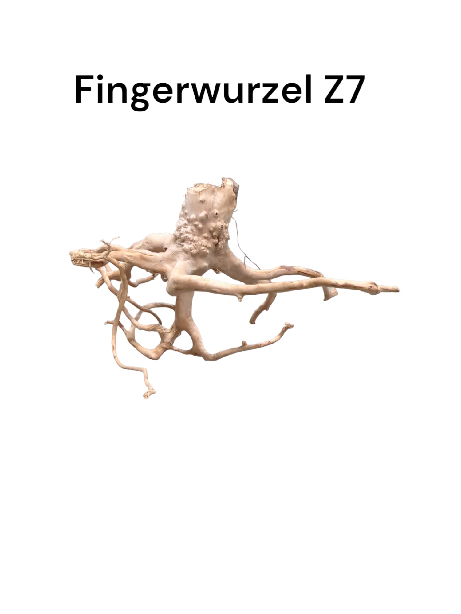 fingerwurzelz7.jpg