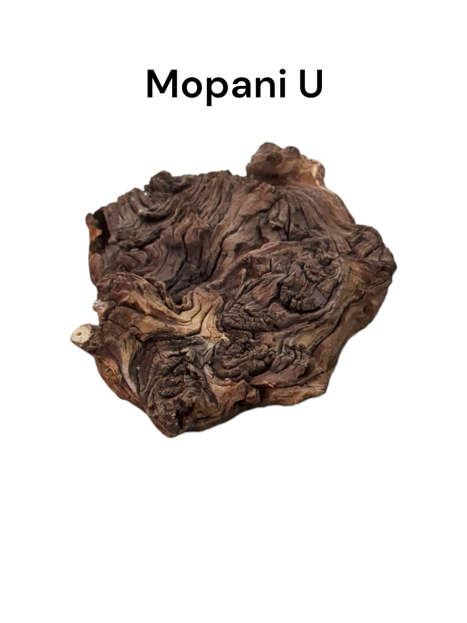 mopani u2.jpg