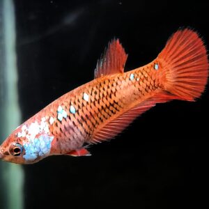 Betta splendens plakat Koi  female -  Natascha