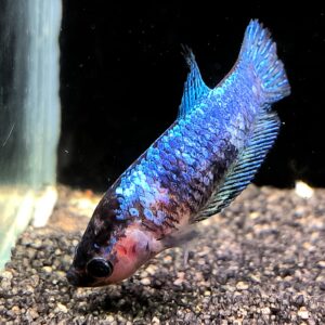 Betta splendens Koi female -  Susi