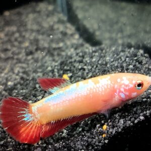 Betta splendens Plakat - Ulf