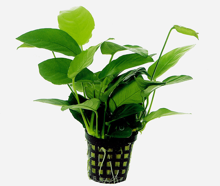 ANUBIAS_NANA_5_CM.jpg