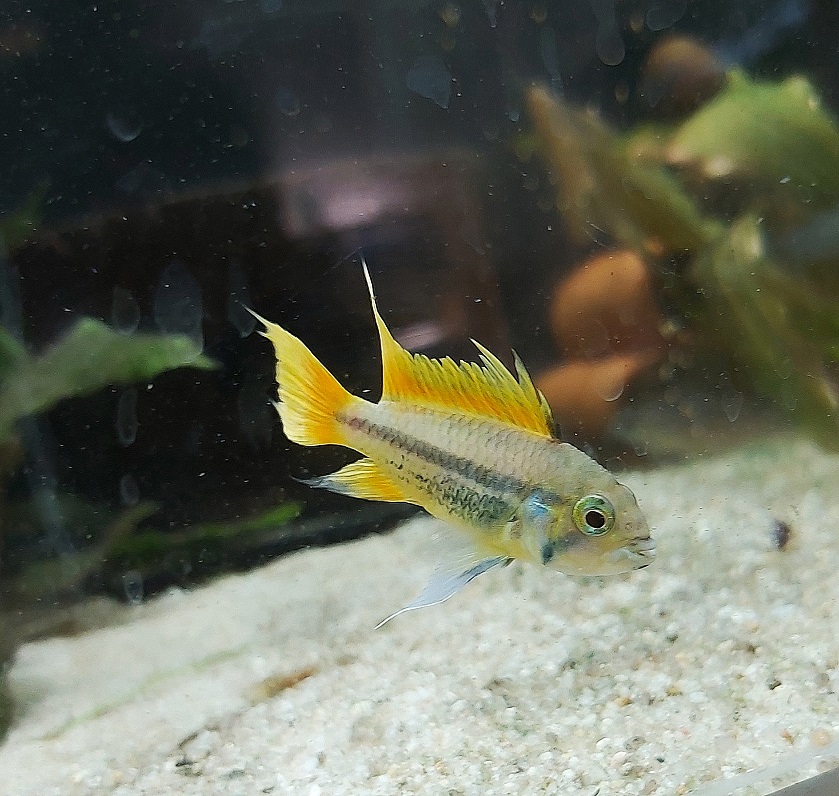 Apistogramma-cactuoides-orange-orangener-Kakadu-Zwergbuntbarsch-kaufen.jpg