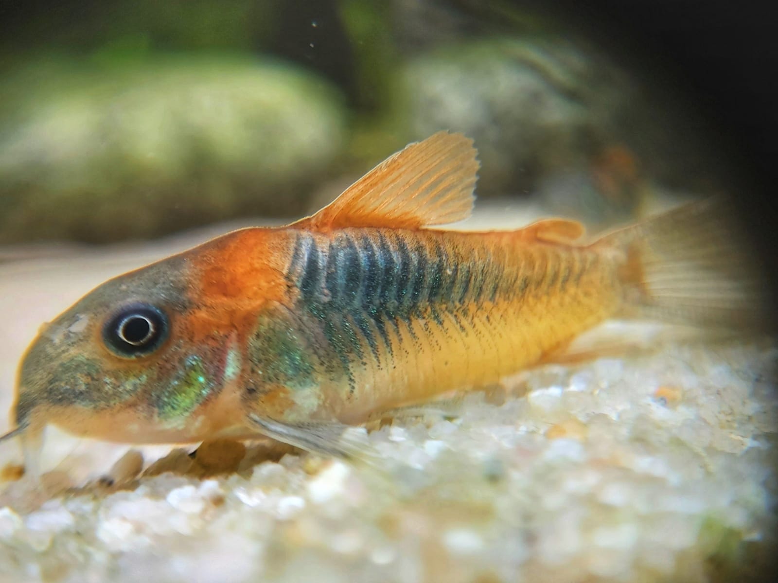 Corydoras-venezuelanus-orange-orangener-Venezuela-Panzerwels-kaufen.jpg