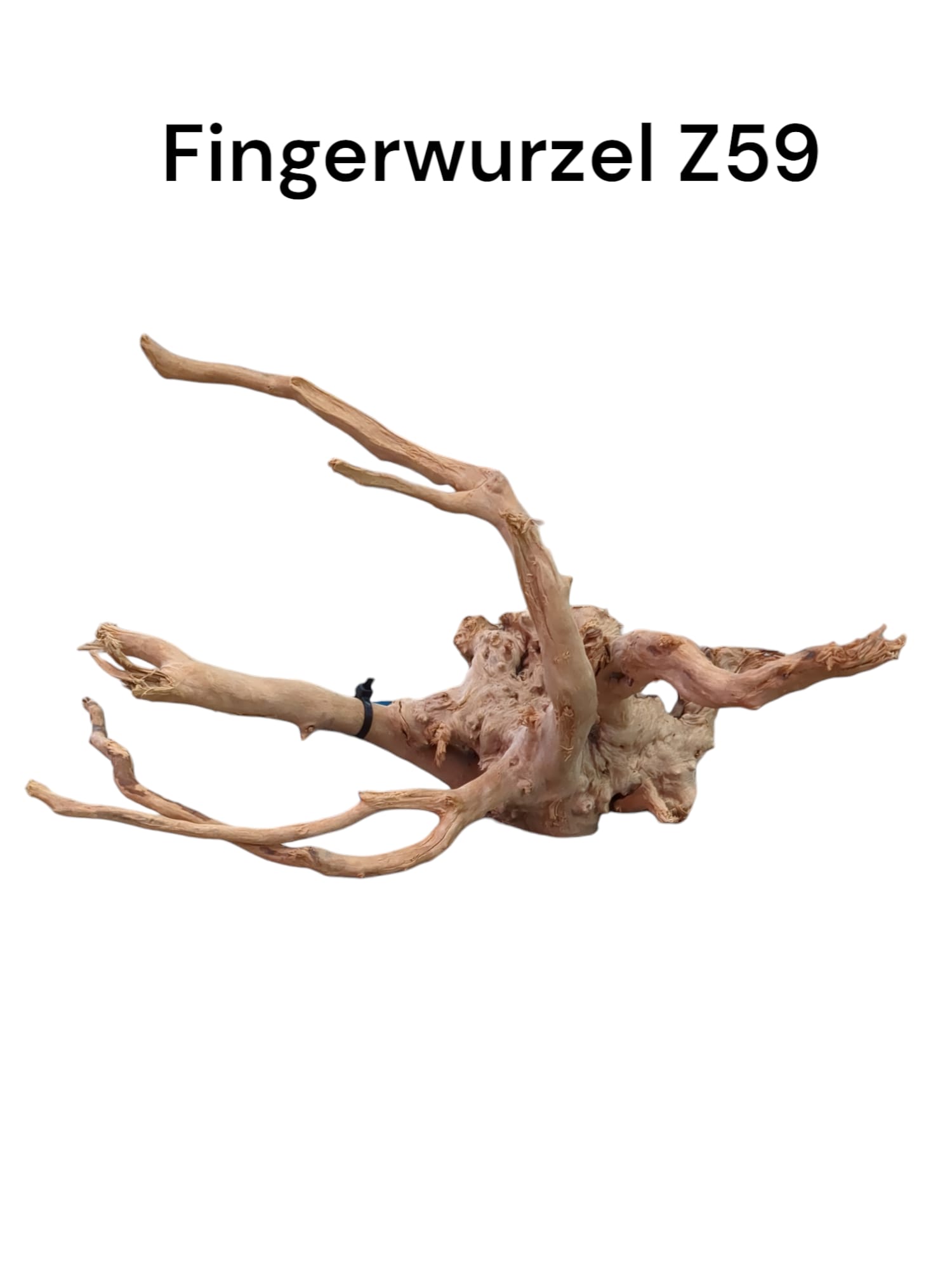 Fingerwurzelz59a.jpg