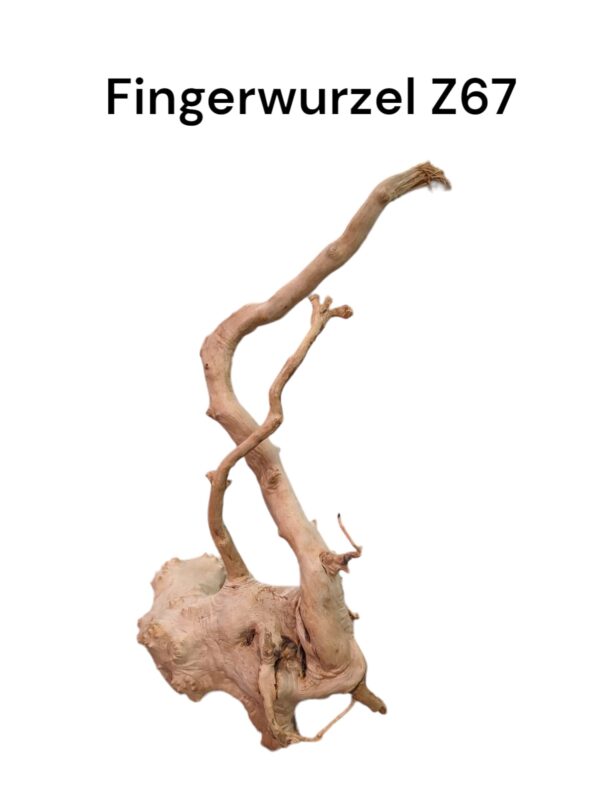 Fingerwurzel Z67