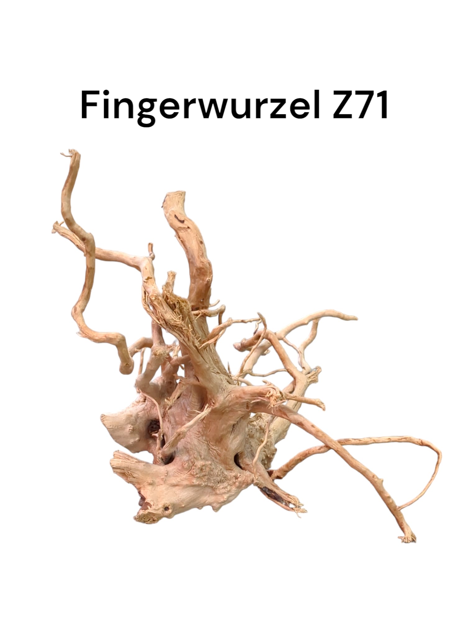 Fingerwurzelz71.jpg