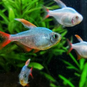 Hyphessobrycon-columbianus-Rotblauer-Kolumbianer-kaufen-neu.jpg