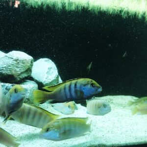 Labidochromis mbamba X yellow - Gelbblauer Maulbrüter