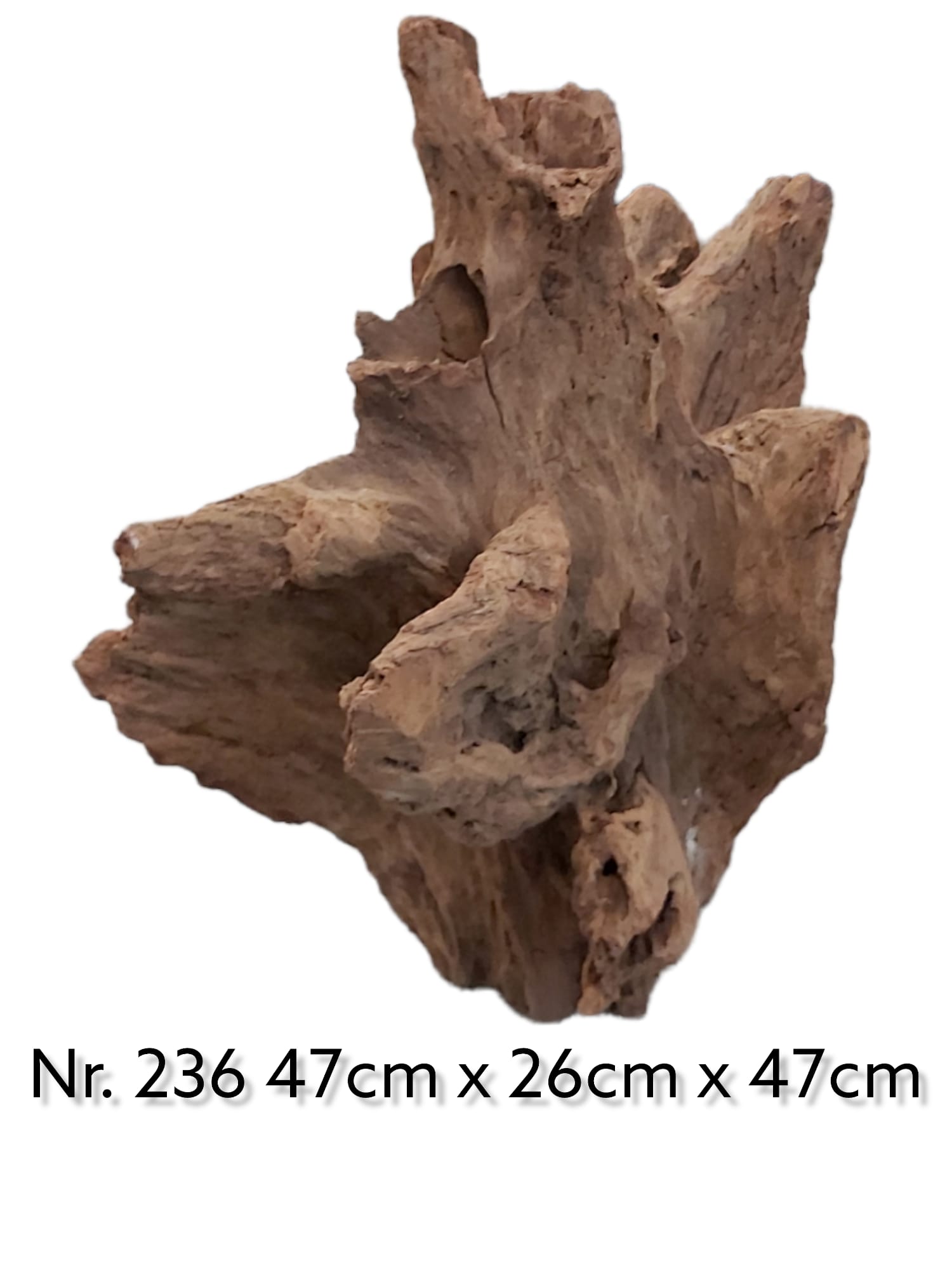 Mangrovenwurzel-Nr-236.jpg