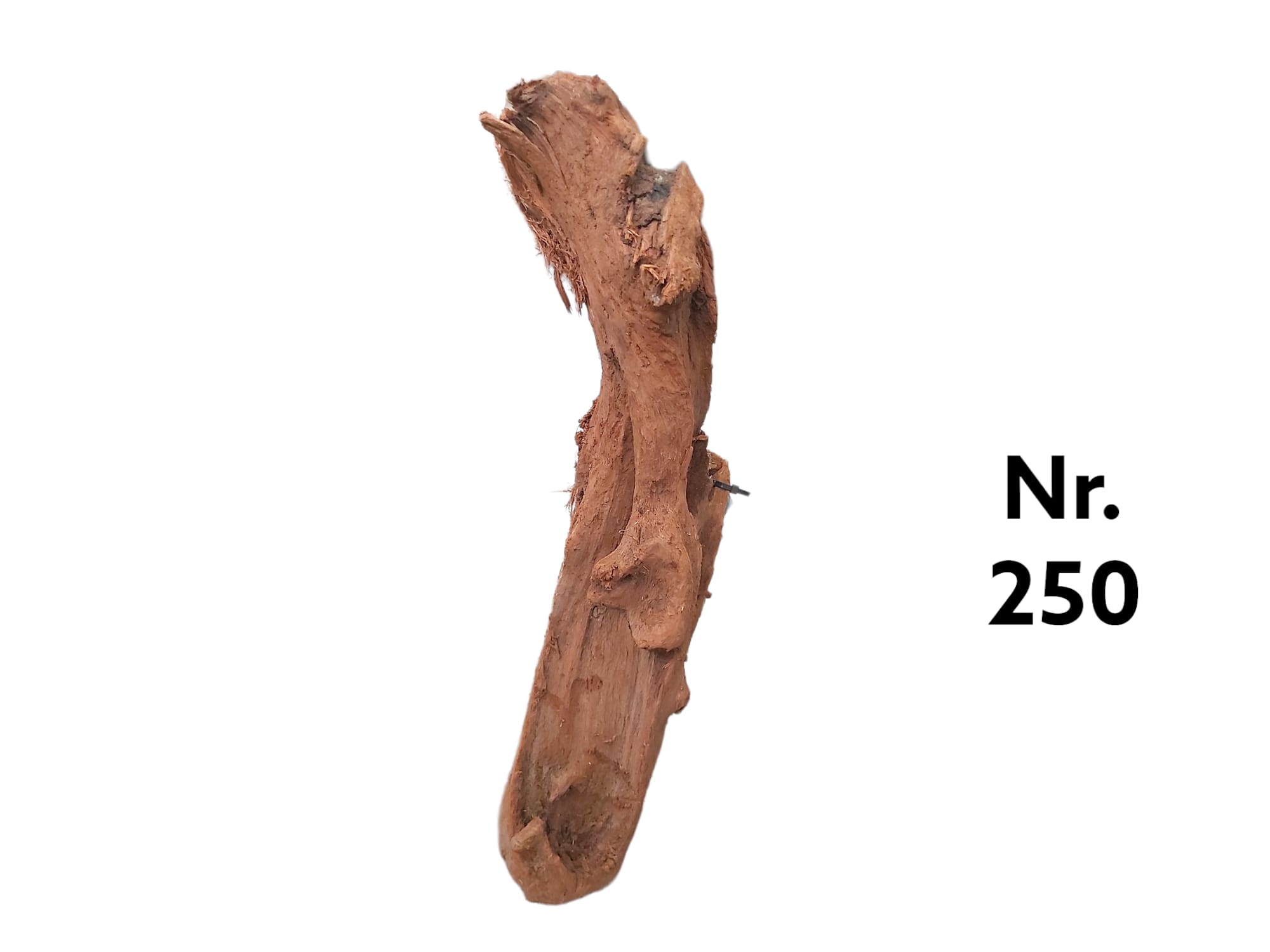 Mangrovenwurzel-Nr-250.jpg