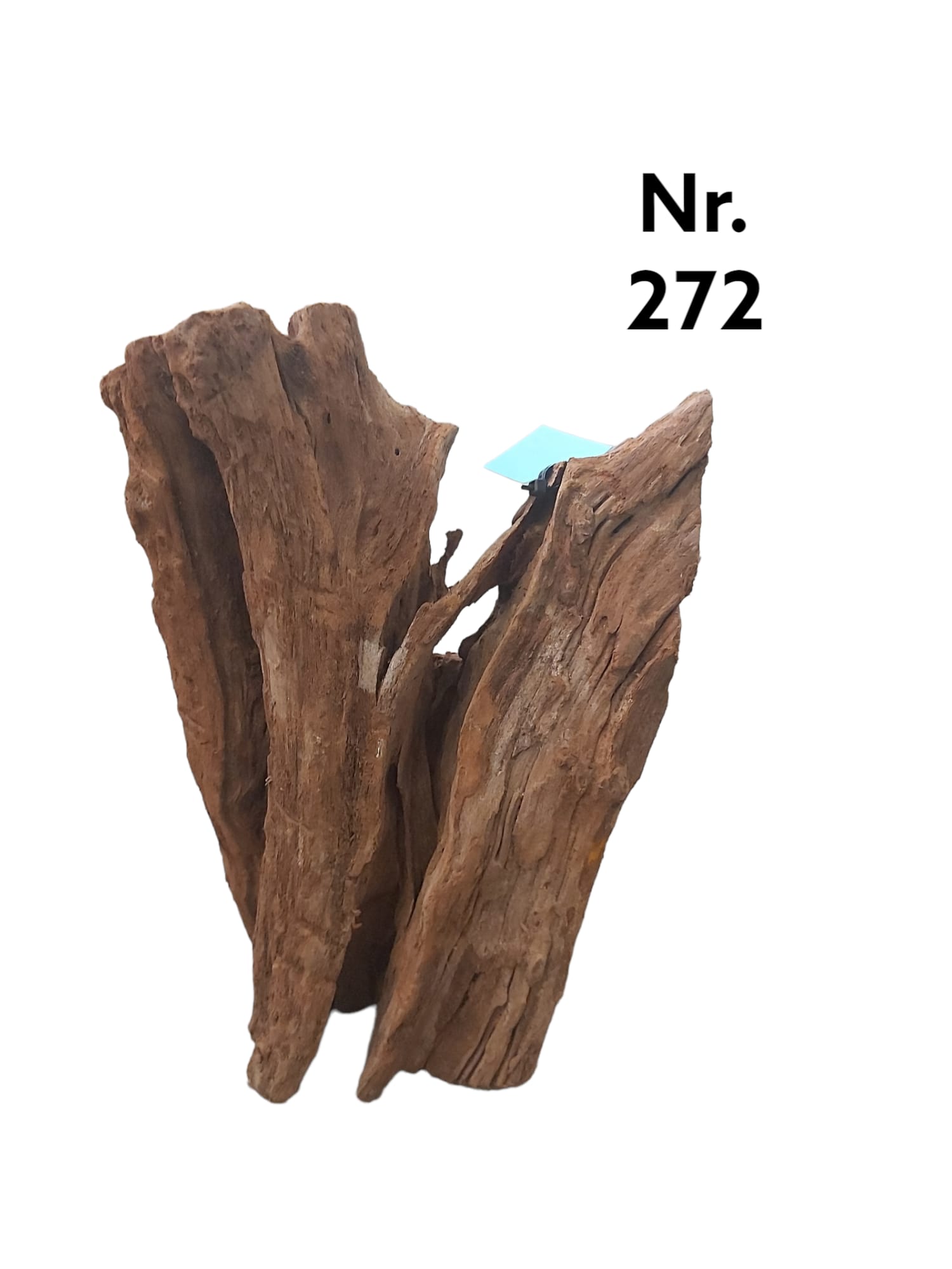 Mangrovenwurzel-Nr-272-_.jpg